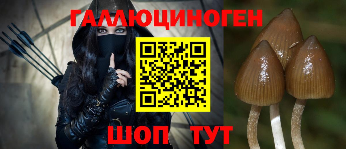 Псилоцибиновые грибы Psilocybe  Вход с VPN  Кисловодск 